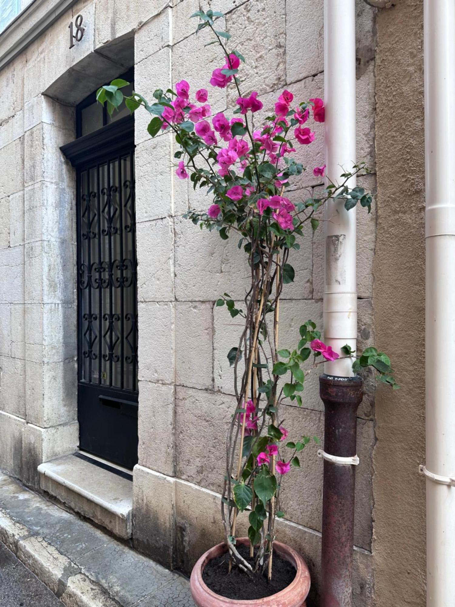 L Appartement De Manon, Centre Historique Du Vieil 앙티브 외부 사진
